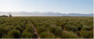 Photo from The Rooibos Council of rooibos fields