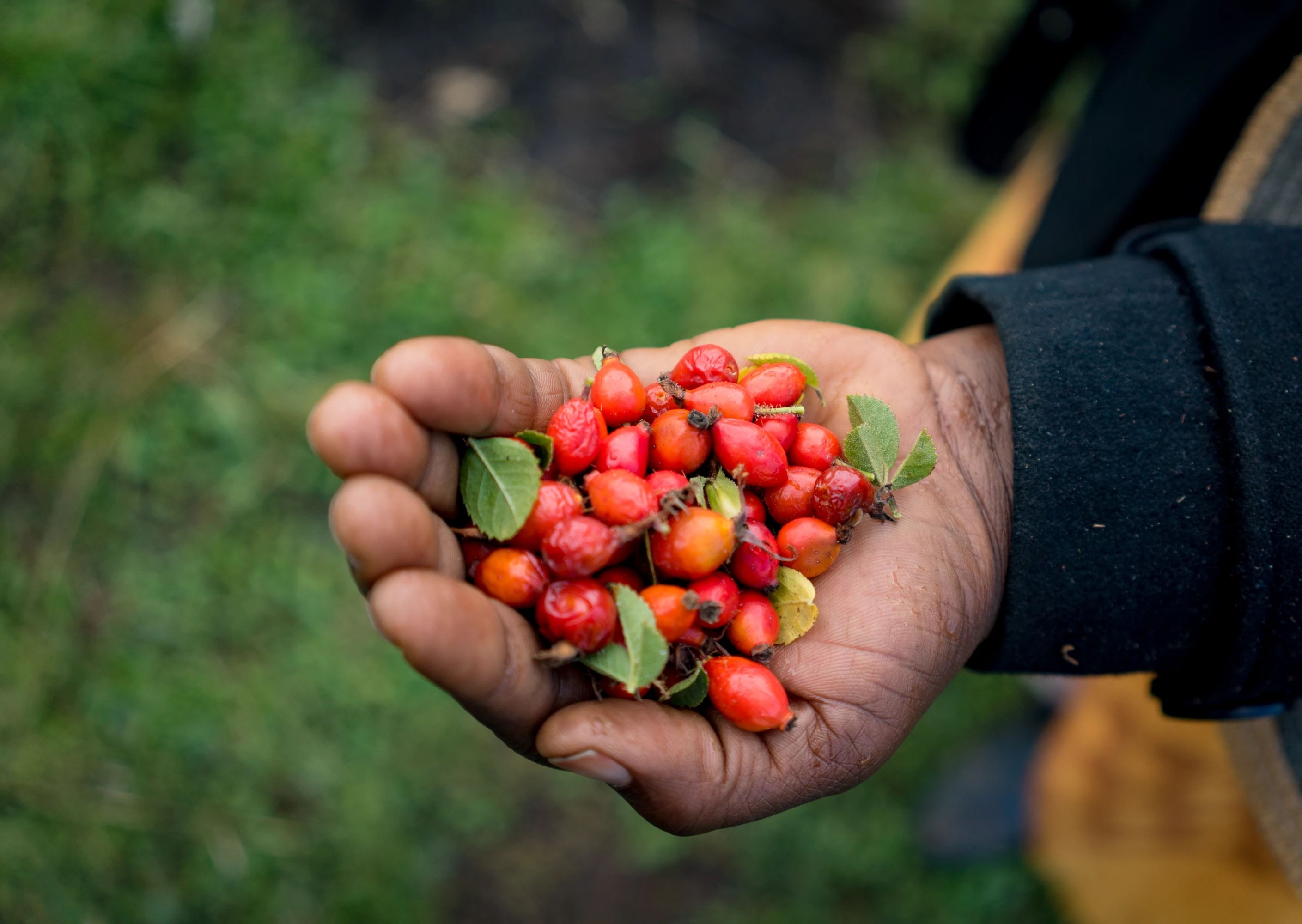 COMMUNITY: MALUTI MOUNTAINS LESOTHO ROSEHIP